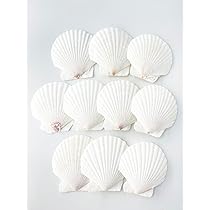 貝殻です。質問してください。 Amazon.co.jp: 【貝殻の問屋さん】ホタテ貝殻（国産） 12cm